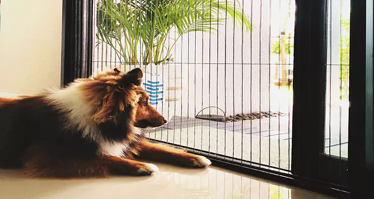 Sliding Screen Pet Door Repair in Country Club, FL